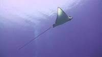 Red Sea Eagle Ray